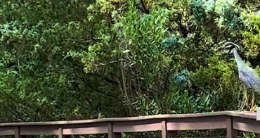 Wordless Wednesday ~ Bird On A Walk 2023