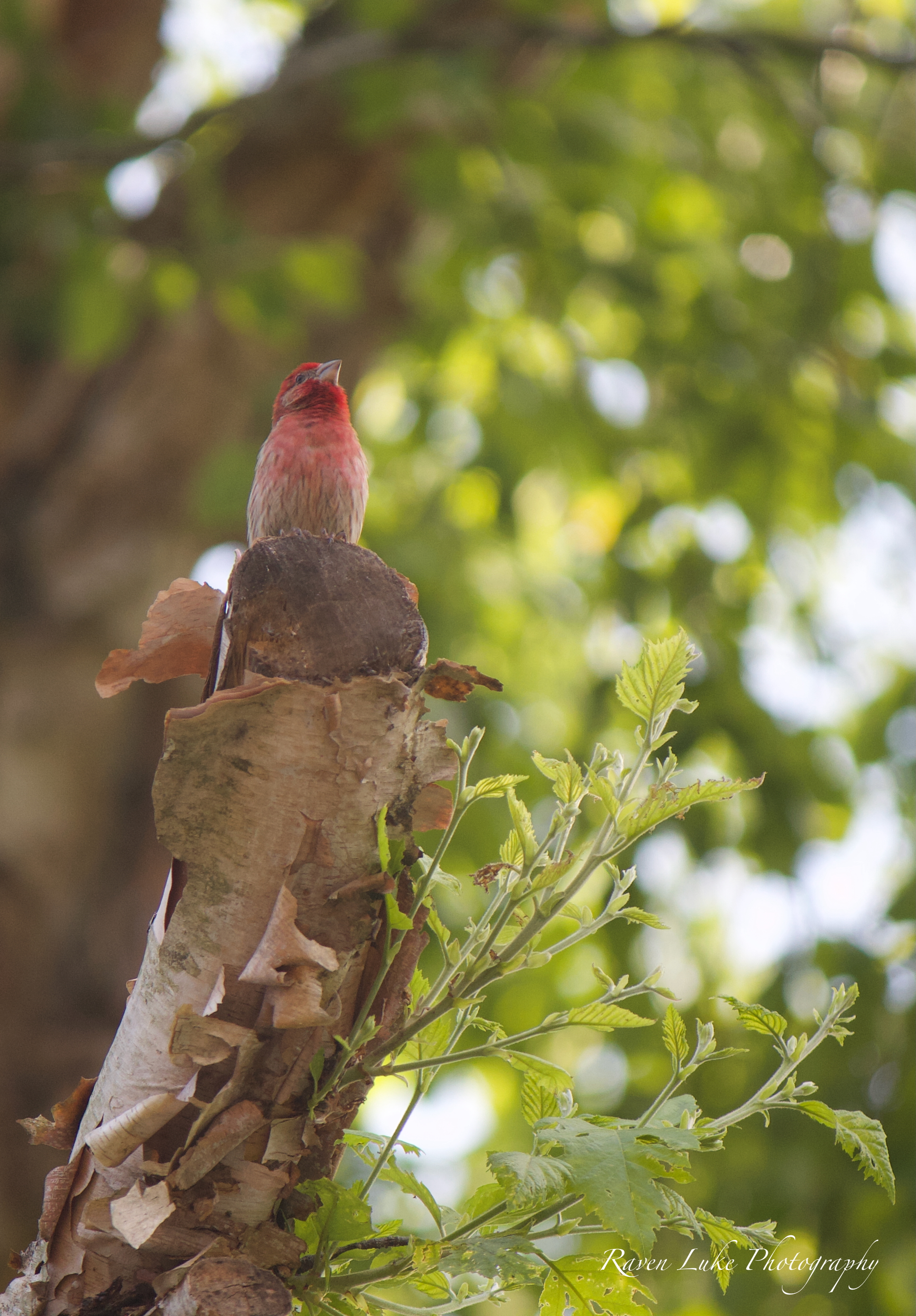 Raven Quotes ~ Blind Belief