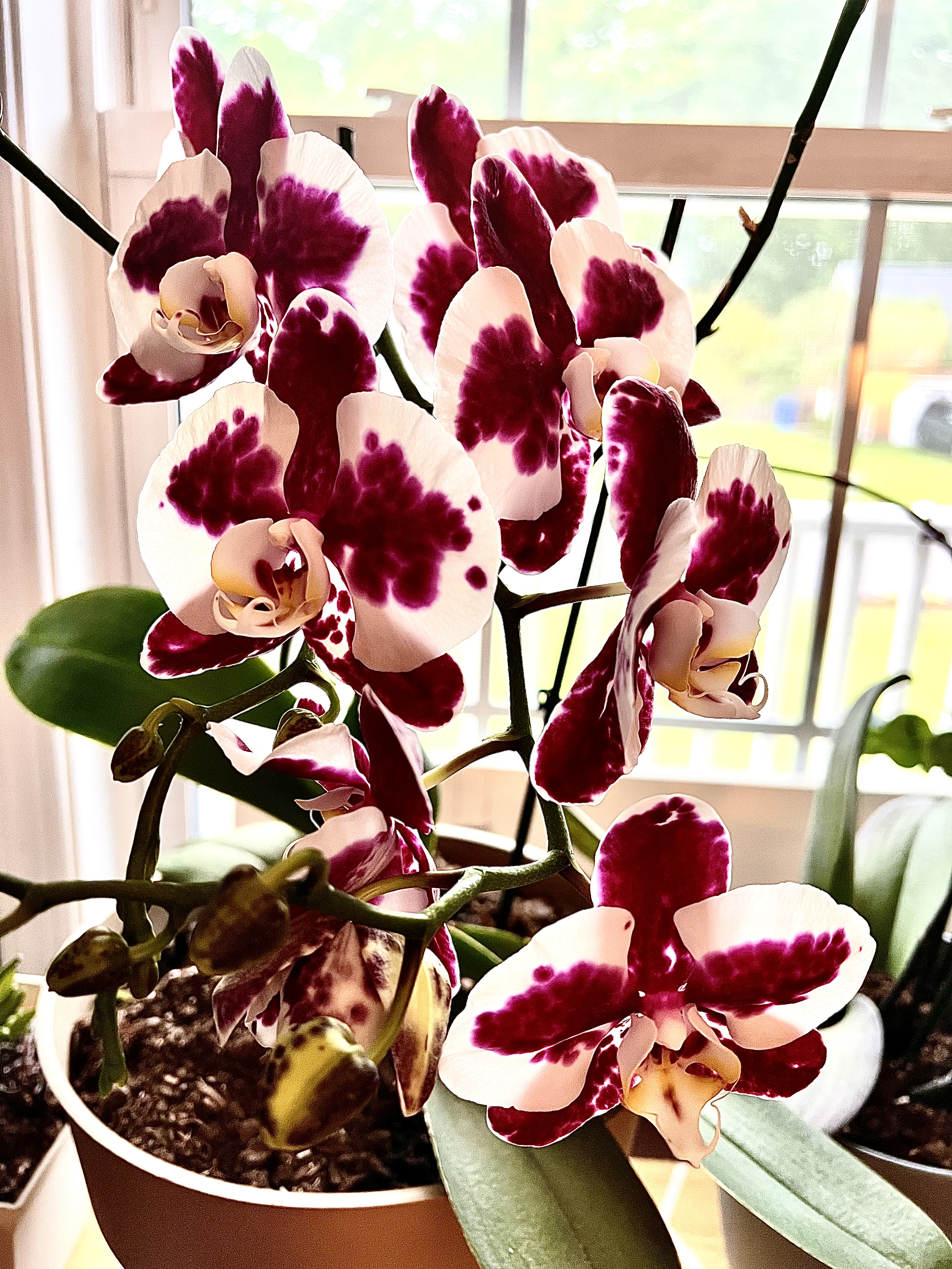 BLOOMING BEAUTIFUL!